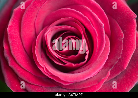 Nahaufnahme einer roten rose Blume Stockfoto