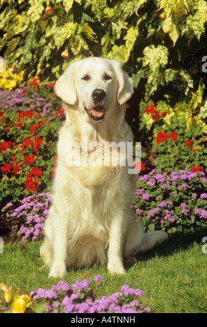 Golden Retriever - auf Wiese Stockfoto