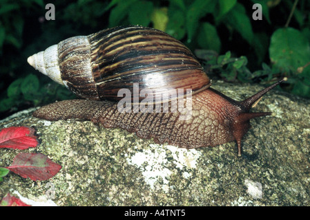 Riesige Land Schnecke, Bvumba Hochländer Simbabwe Stockfoto