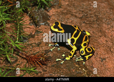 gelb-banded poison Dart / Dendrobates Leucomelas Stockfoto