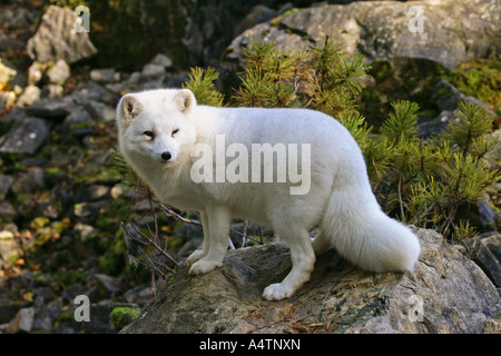 Arctic fox / Alopex lagopus Stockfoto