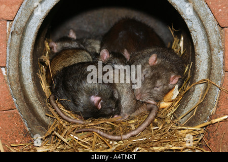 Braunratte (Rattus norvegicus). Gruppe schläft im Abwasserrohr Stockfoto