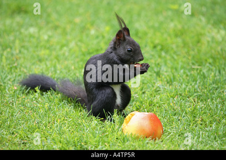 Eichhörnchen mit Apple / Sciurus Vulgaris Stockfoto