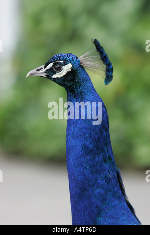 Peacock Profil closeup Stockfoto