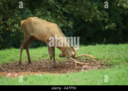 Rotwild (Cervus elaphus). Hirsch bohrt sein Geweih in einer schlammigen Walde Stockfoto