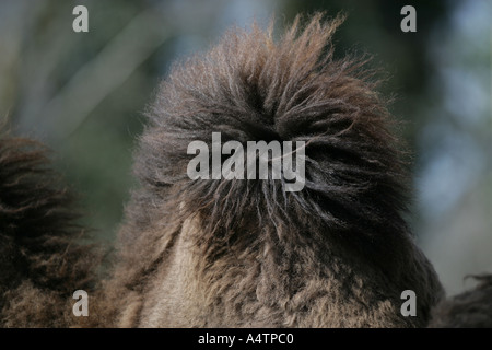 Zwei bucklig Kamel - Camelus bactrianus Stockfoto