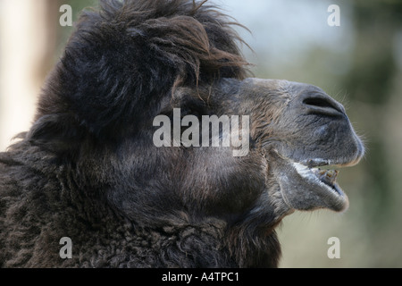 Zwei bucklig Kamel - Camelus bactrianus Stockfoto