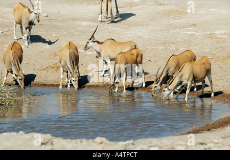 gemeinsamen Elands - trinken / Tauro Oryx Stockfoto