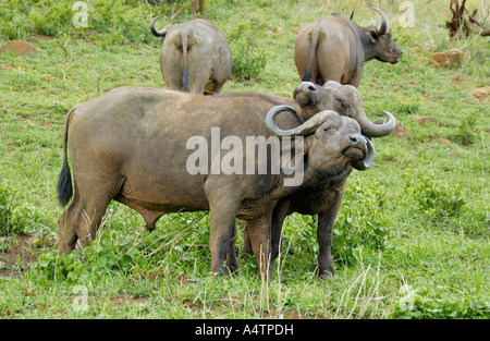 zwei afrikanische Büffel / Syncerus Caffer Stockfoto