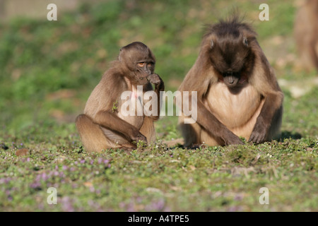 Dschelada - Theropithecus gelada Stockfoto