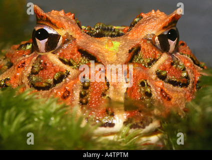 Argentinische gehörnten Frosch / Ceratophrys Ornata Stockfoto