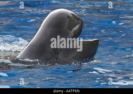 Rissos Delphin (Grampus griseus) im Aquarium mit offenem Mund, Japan Stockfoto