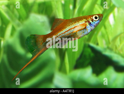 Schwertschwanz (Xiphophorus helleri) im Aquarium Stockfoto