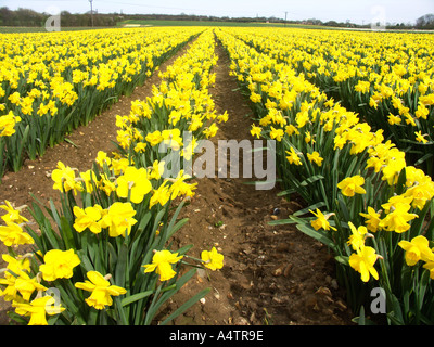 Kultivierte Blumenfeld Narzissen Bodham Norfolk England Stockfoto
