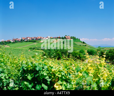 FRANKREICH ALSACE ZELLENBERG IN DER NÄHE VON COLMAR Stockfoto