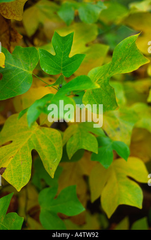 Herbstfärbung der Tulpenbaum verlässt im New Forest Arboretum Hampshire county England UK Stockfoto