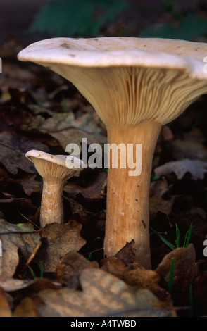 Clitocybe Geotropa Pilze wachsen in den New Forest Hampshire county England UK Stockfoto