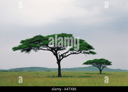 Zwei Schirm Akazien in der Nähe von Seronera in Serengeti Nationalpark Tansania Ostafrika Stockfoto