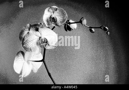 Blühende Orchideen Phalaenopsis gemacht auszusehen wie eine Bleistiftzeichnung Stockfoto
