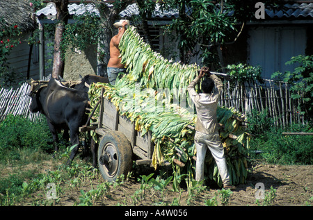 Tabak-Farm Stockfoto