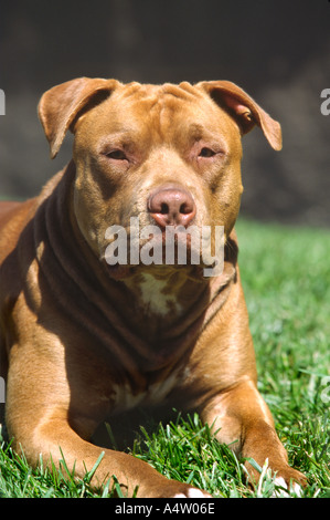 Porträt von Pit Bull Terrier Hund auf Rasen Stockfoto