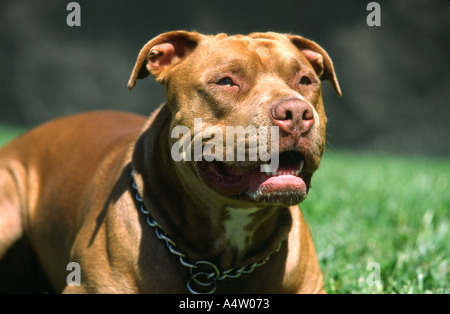 Porträt von Pit Bull Terrier Hund Stockfoto