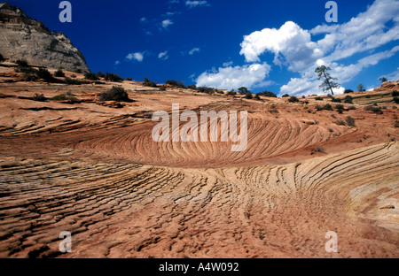 Die Navajo Sandstein der Zion Nationalpark, Utah Stockfoto