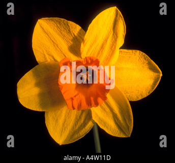 Narzissen Stilleben, Abendlicht Stockfoto