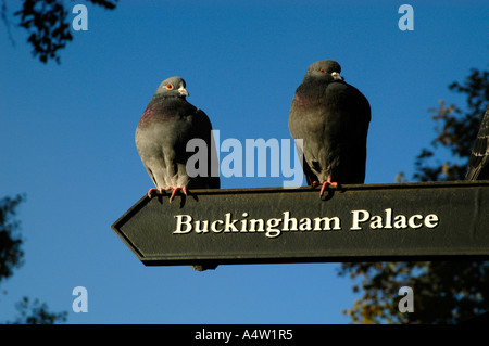 Zwei Tauben sitzen auf Wegweiser in Richtung Buckingham Palace, London, England, UK Stockfoto