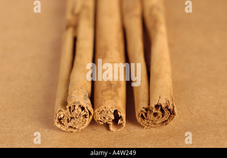 Zimtstangen, ein Lebensmittel Aroma Spice aus der inneren Rinde von Bäumen Cinnamomum Stockfoto