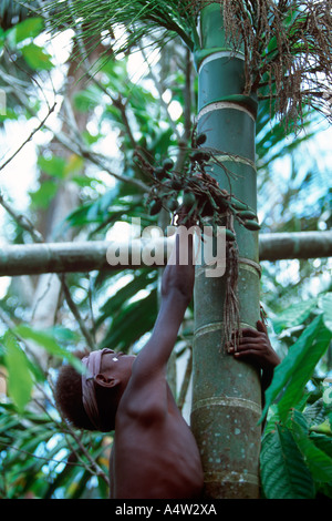 Ein kleiner Junge klettert einen Betel Palm zu senken einige Betelnüsse Kontu New Ireland Provinz Papua Neuguinea Stockfoto
