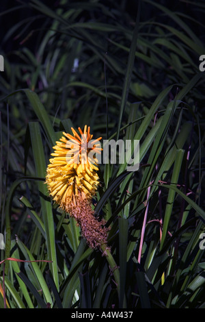 Red Kniphofia, auch bekannt als rote heiße Poker. Tritoma, Fackel Lilie, Knofflers oder Poker-Anlage ist eine Gattung von Blütenpflanzen in der Familie Asphodelaceae. Stockfoto