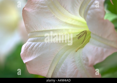 Pfirsich weißer und Gelber Engel Trompete Blume Stockfoto