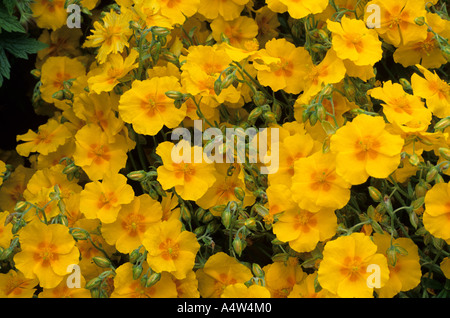 Helianthemum "Ben Fhada" Rock rose, Steingarten, Bodendecker Gartenpflanze gelbe Blume helianthemums Stockfoto