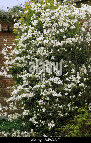 Magnolia X loebneri 'Merrill', Baum, weißen duftenden Blüten, Gartenpflanze Magnolien Stockfoto