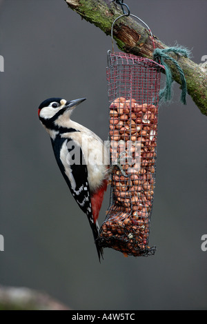 BUNTSPECHT Dendrocopos großen männlichen UK Stockfoto