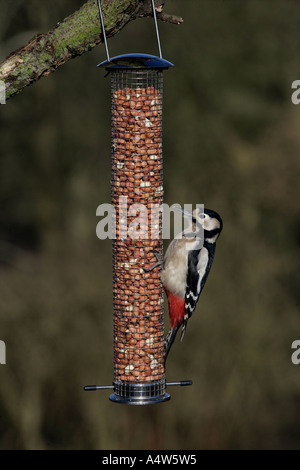 BUNTSPECHT Dendrocopos major weibliche UK Stockfoto