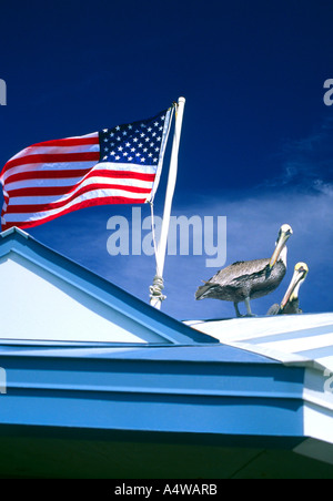 Fort Lauderdale Pelikane, Stars And Stripes Florida, Vereinigte Staaten von Amerika. Stockfoto