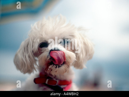 niedlichen weißen Pudel Stockfoto