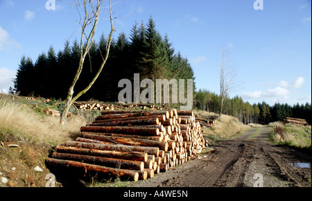 SCOTS KIEFER WIRD IN DER NÄHE VON LAKE MONTEITH AM RANDE DER SCHOTTISCHEN KÖNIGIN ELIZABETH WALDPARK BEWALDET Stockfoto