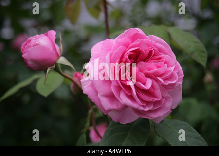 Rosa Gertrude Jekyll der englischen Rose-Kollektion von UK Züchter David Austin Stockfoto