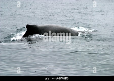 Buckelwale in den Südatlantik, Antarktis. Stockfoto