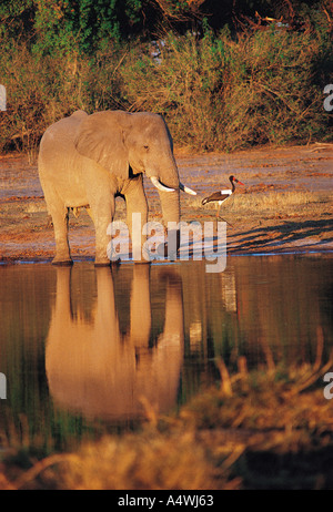 Elefant im südlichen Afrika Kwai Fluss Chobe Nationalpark Botswana das Trinken ist ein Hochformat mit Beauti erschossen Stockfoto