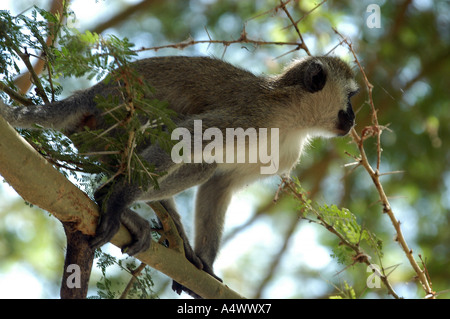 Vervet Affen Tsavo West Nationalpark Kenia Stockfoto