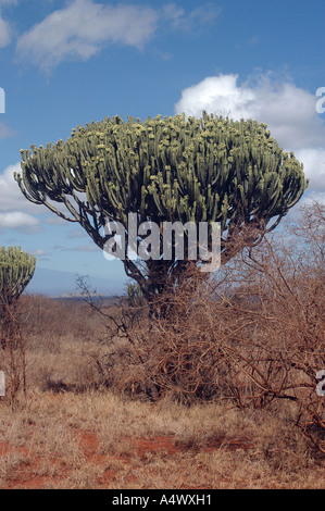 Kandelaber Tree Euphorbia Tsavo West Nationalpark Kenia Stockfoto