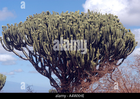 Kandelaber Baum Euphorbia in Blüte Tsavo West Nationalpark Kenia Stockfoto