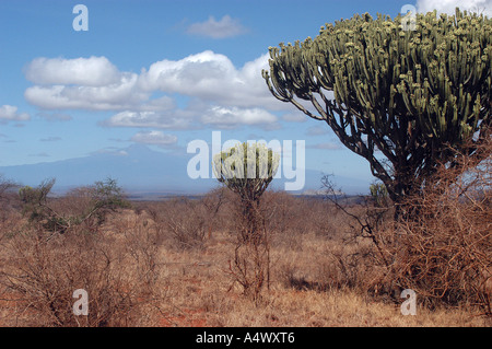 Kandelaber-Baum mit dem Kilimandscharo im Hintergrund in den Tsavo West Nationalpark, Kenia. Stockfoto