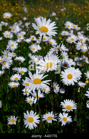 Porträt einer Gruppe von Ochsen Auge Daisy Blumen Stockfoto