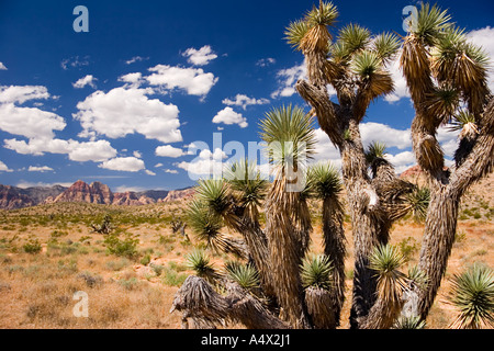 Red Rock Canyon State Park, Nevada, Vereinigte Staaten von Amerika Stockfoto