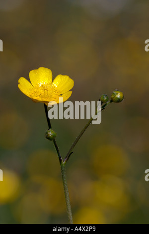 Porträt sonnenbeschienenen Nahaufnahme von einer Wiese Butterblume Blume Kincraig Highlands Schottland im Juni Stockfoto